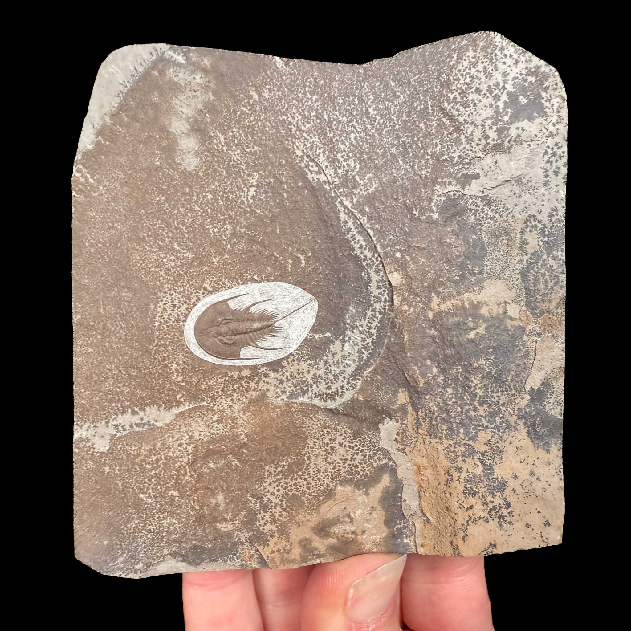Olenellus chiefensis trilobite fossil in matrix from Nevada, USA