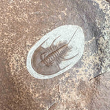Close up of Olenellus chiefensis fossil