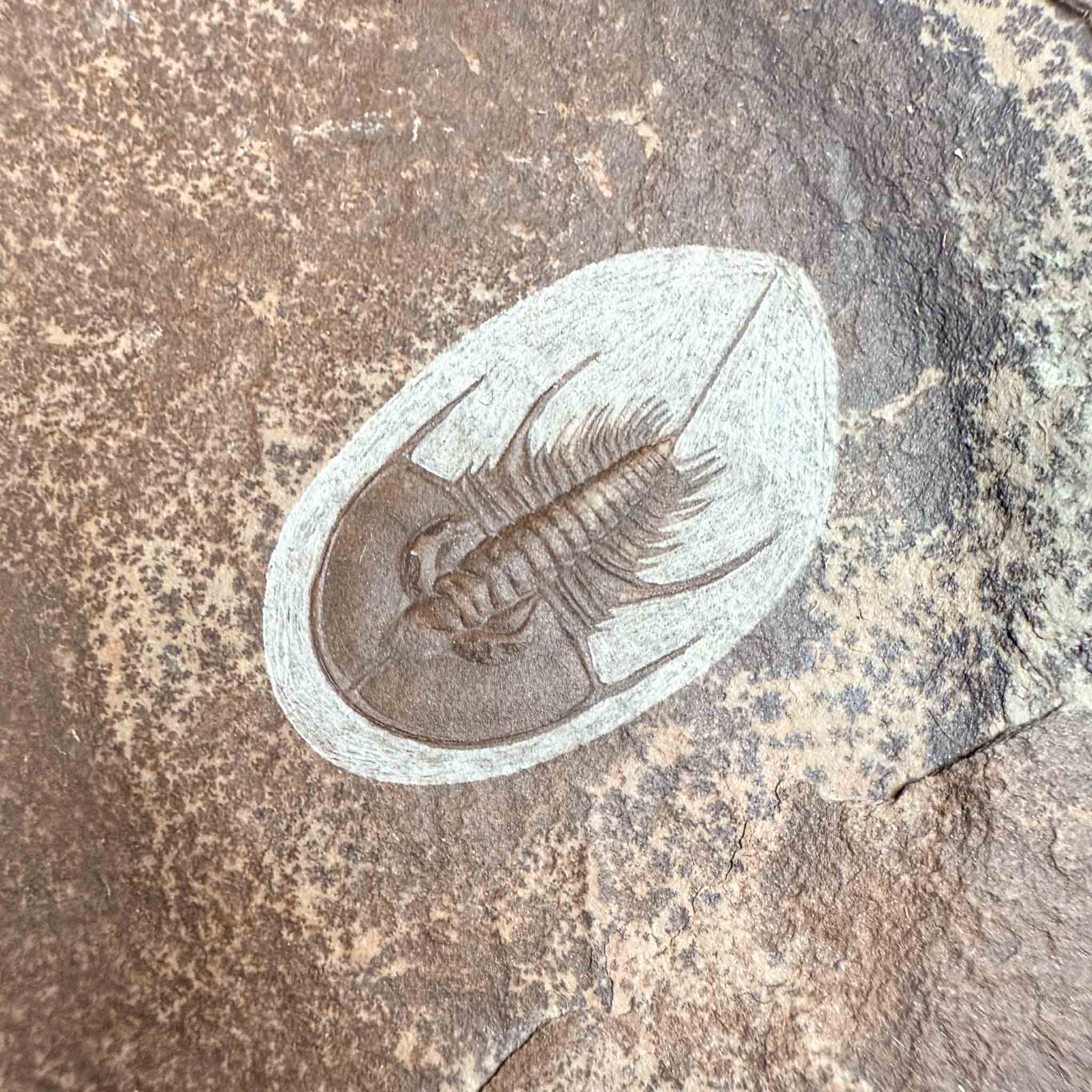 Close up of Olenellus chiefensis fossil
