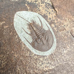 Close up of Olenellus chiefensis trilobite fossil