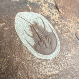 Close up of Olenellus chiefensis trilobite fossil