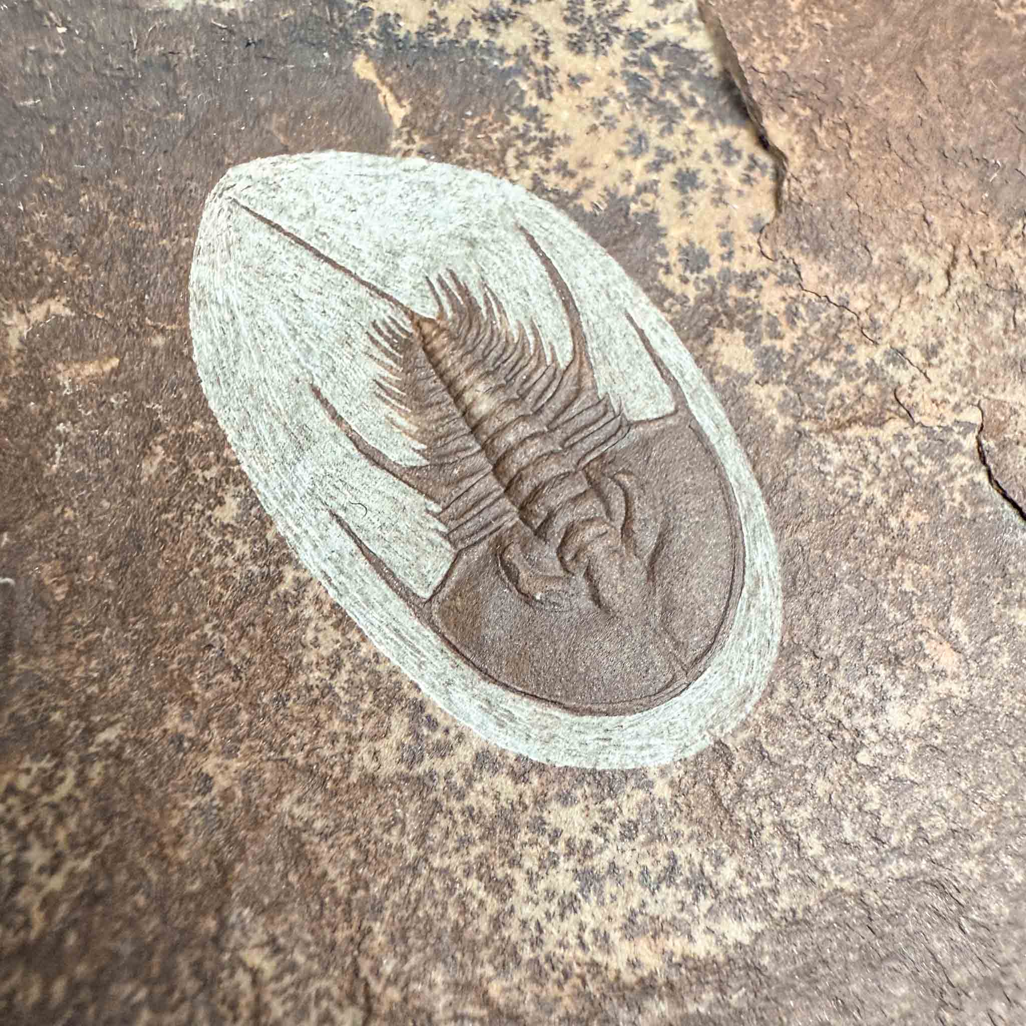 Close up of Olenellus chiefensis trilobite fossil