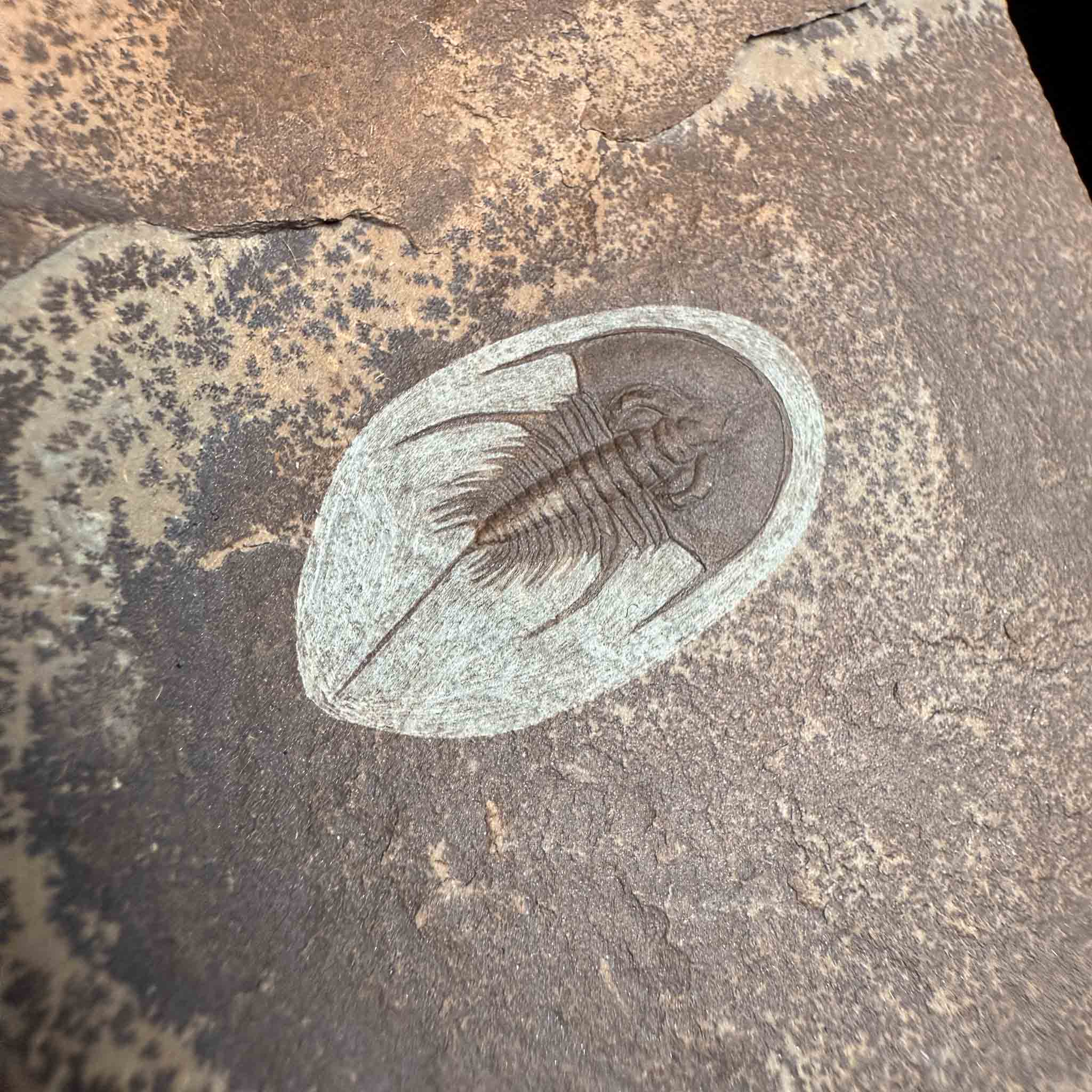 Olenellus chiefensis trilobite Nevada