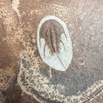 Olenellus chiefensis trilobite fossil