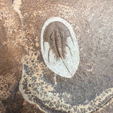 Olenellus chiefensis trilobite fossil