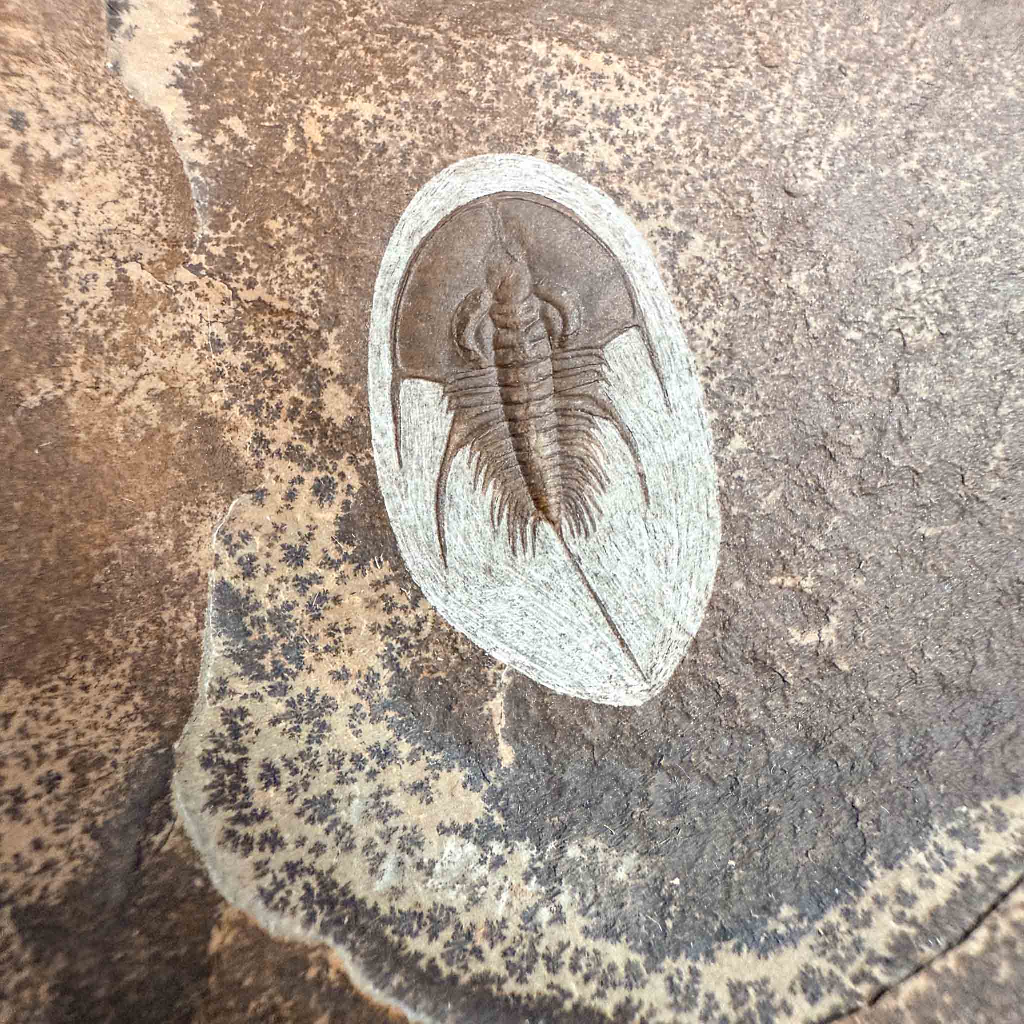 Olenellus chiefensis trilobite fossil