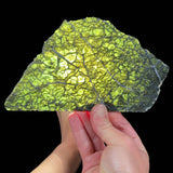Olivine slice backlit with light