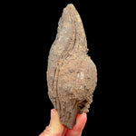 Exterior of volcanic bomb from Llémena Valley, Girona Province, Catalonia, N.E. Spain