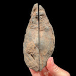 Split pair of volcanic bomb from Llémena Valley, Girona Province, Catalonia, N.E. Spain