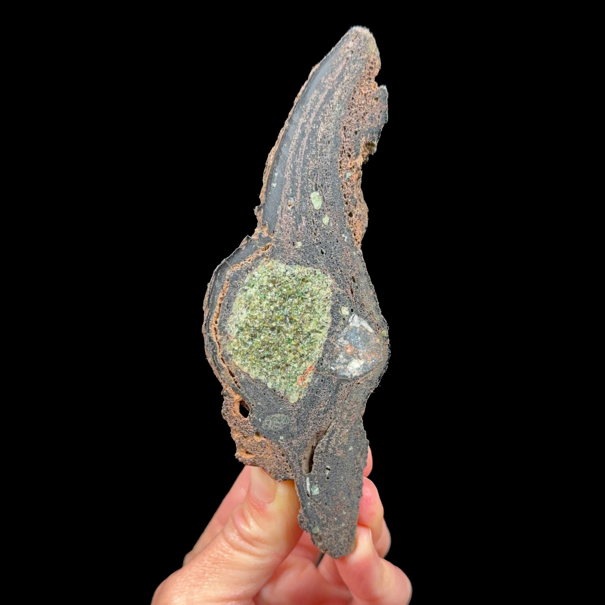 Green olivine / peridot crystals inside a volcanic bomb specimen