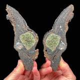 Volcanic Bomb pair from Llémena Valley, Girona Province, Catalonia, N.E. Spain