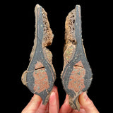 Volcanic bomb pair from Llémena Valley, Girona Province, Catalonia, N.E. Spain