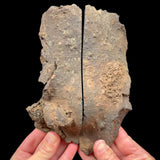 Exterior of volcanic bomb specimen
