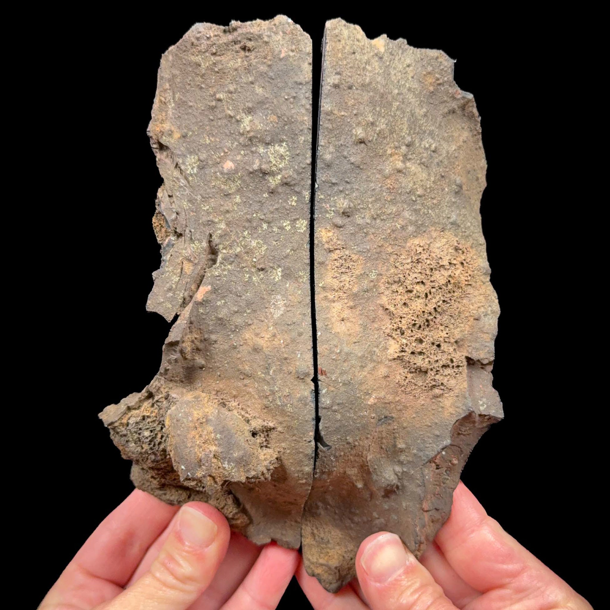 Exterior of volcanic bomb specimen