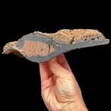 Olivine crystals and Garnet inside a volcanic bomb 