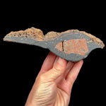Interior of a volcanic bomb specimen from Spain with garnet and olivine 