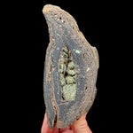 Olivine crystals inside a volcanic bomb mineral specimen