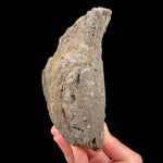 Exterior of volcanic bomb specimen