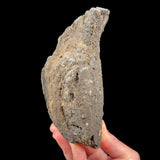 Exterior of volcanic bomb specimen
