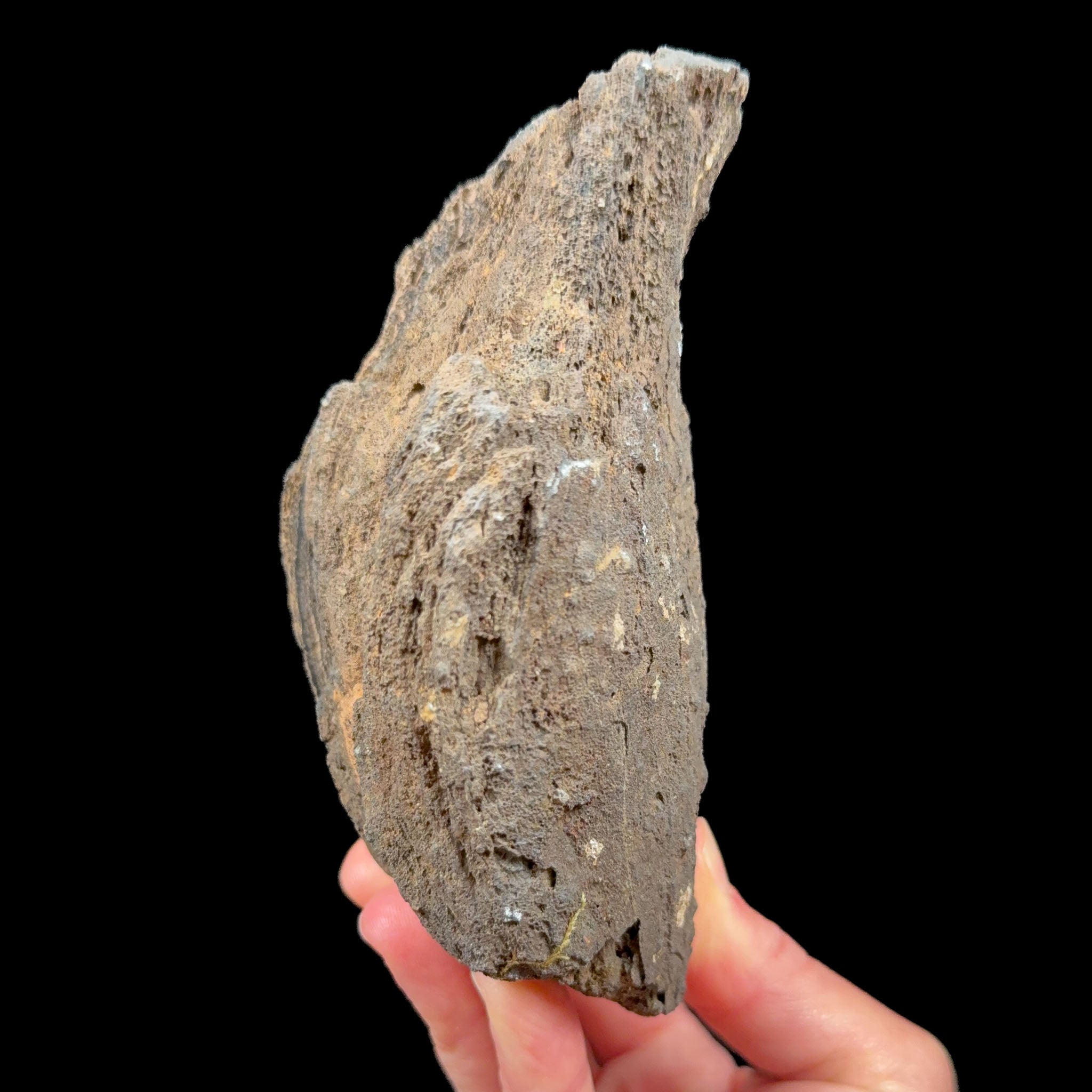 Exterior of volcanic bomb specimen