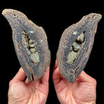 Volcanic Bomb Pair from Llémena Valley, Girona Province, Catalonia, Spain