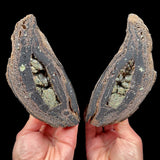 Interior of volcanic bomb pair with Olivine (Peridot) crystals inside from Spain