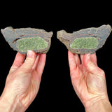Olivine crystals inside a Volcanic Bomb