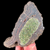 Inside a Volcanic Bomb containing Olivine Crystals