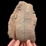 Volcanic bomb pair from Llémena Valley, Girona Province, Catalonia, Spain