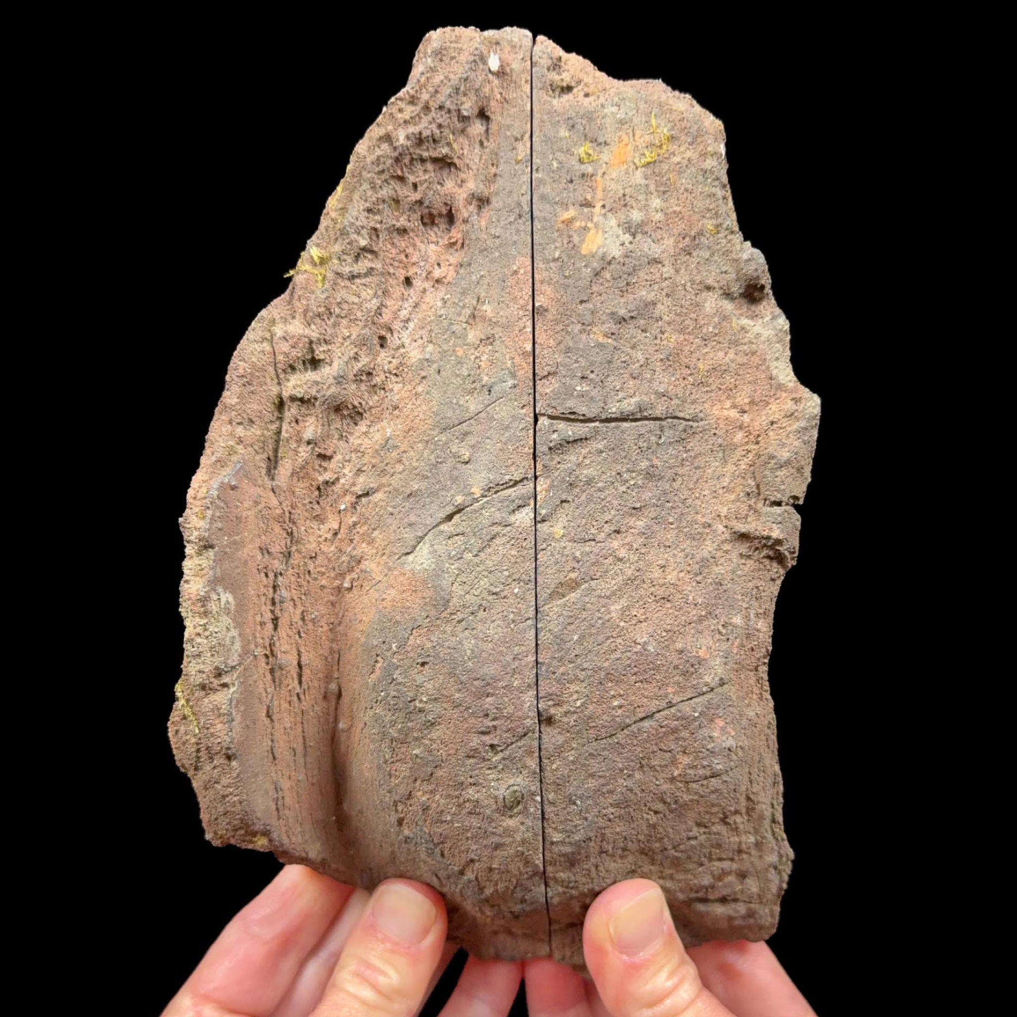 Volcanic bomb pair from Llémena Valley, Girona Province, Catalonia, Spain