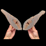 Volcanic Bomb Pair from Llémena Valley, Girona Province, Catalonia, Spain