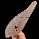 Volcanic Bomb from Llémena Valley, Girona Province, Catalonia, Spain