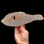 Garnet and Olivine crystals inside a volcanic bomb rock specimen