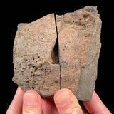 Exterior of volcanic bomb pair
