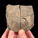 Exterior of volcanic bomb pair from Spain