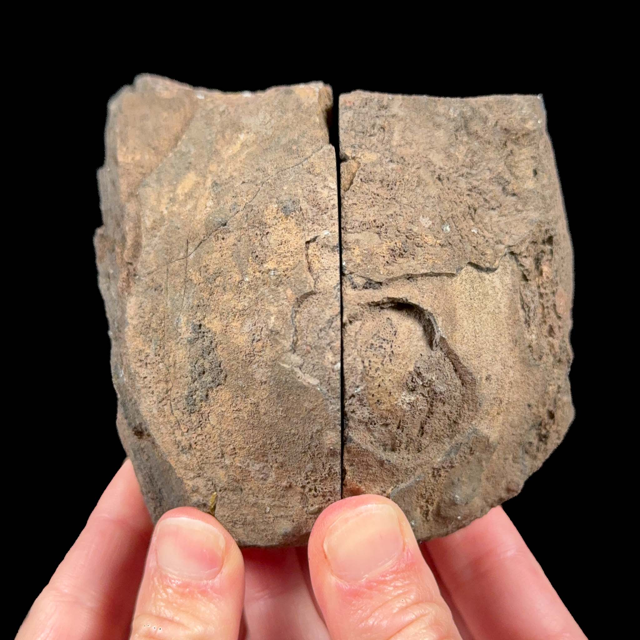 Exterior of volcanic bomb pair from Spain