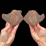 Volcanic bomb pair from Llémena Valley, Girona Province, Catalonia, Spain