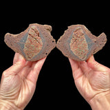 Volcanic bomb pair from Llémena Valley, Girona Province, Catalonia, Spain