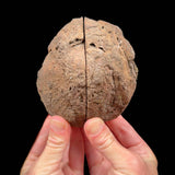 Exterior of volcanic bomb pair