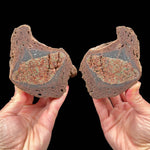Two halves of volcanic bomb from Llémena Valley, Girona Province, Catalonia, Spain