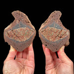 Volcanic Bomb pair with Olivine and Garnet crystals inside