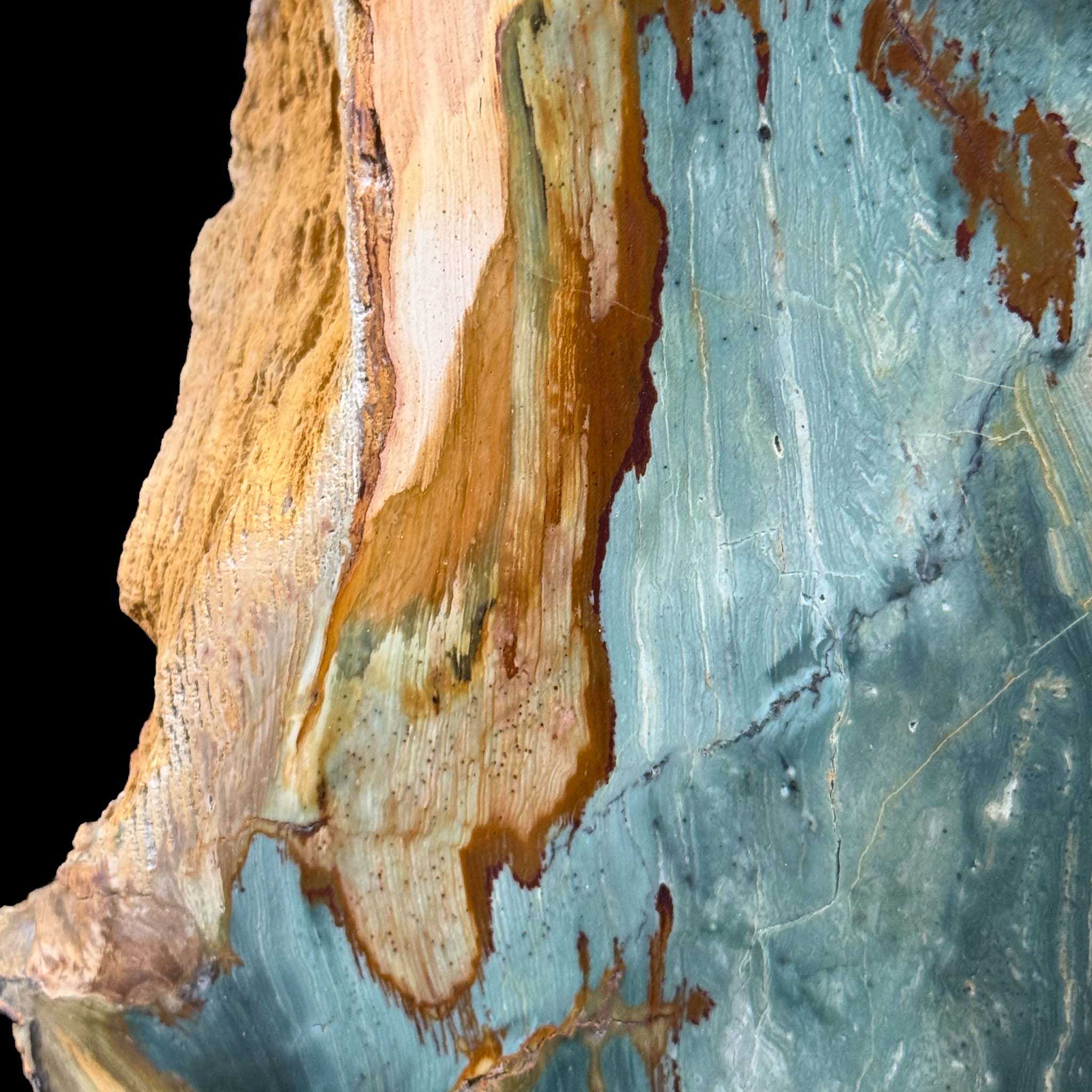 Close up of gary green bogwood Petrified Wood from Oregon, USA