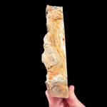 Side view of Petrified Wood from Oregon
