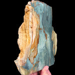Side view of Petrified Wood from Oregon