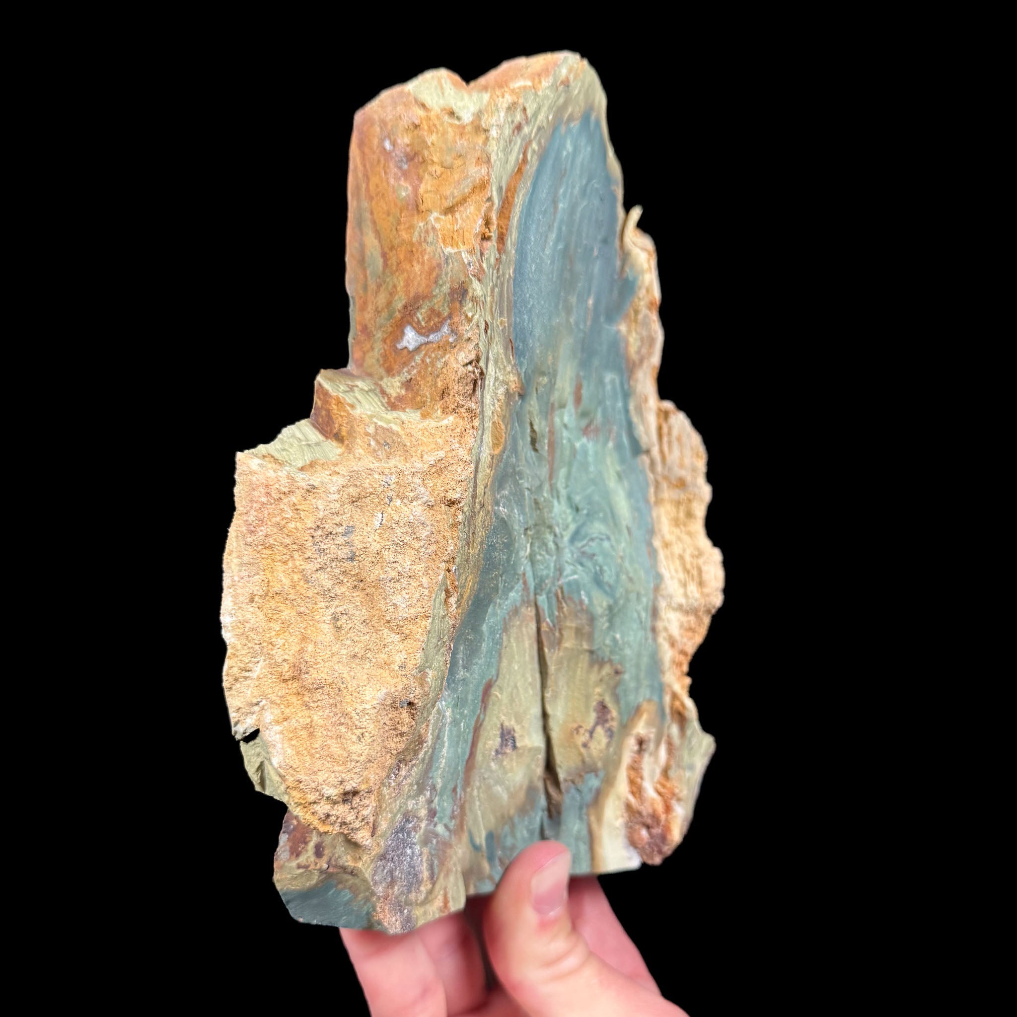 Side view of Petrified Wood from Oregon