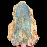 Back side unpolished Petrified Wood from Oregon