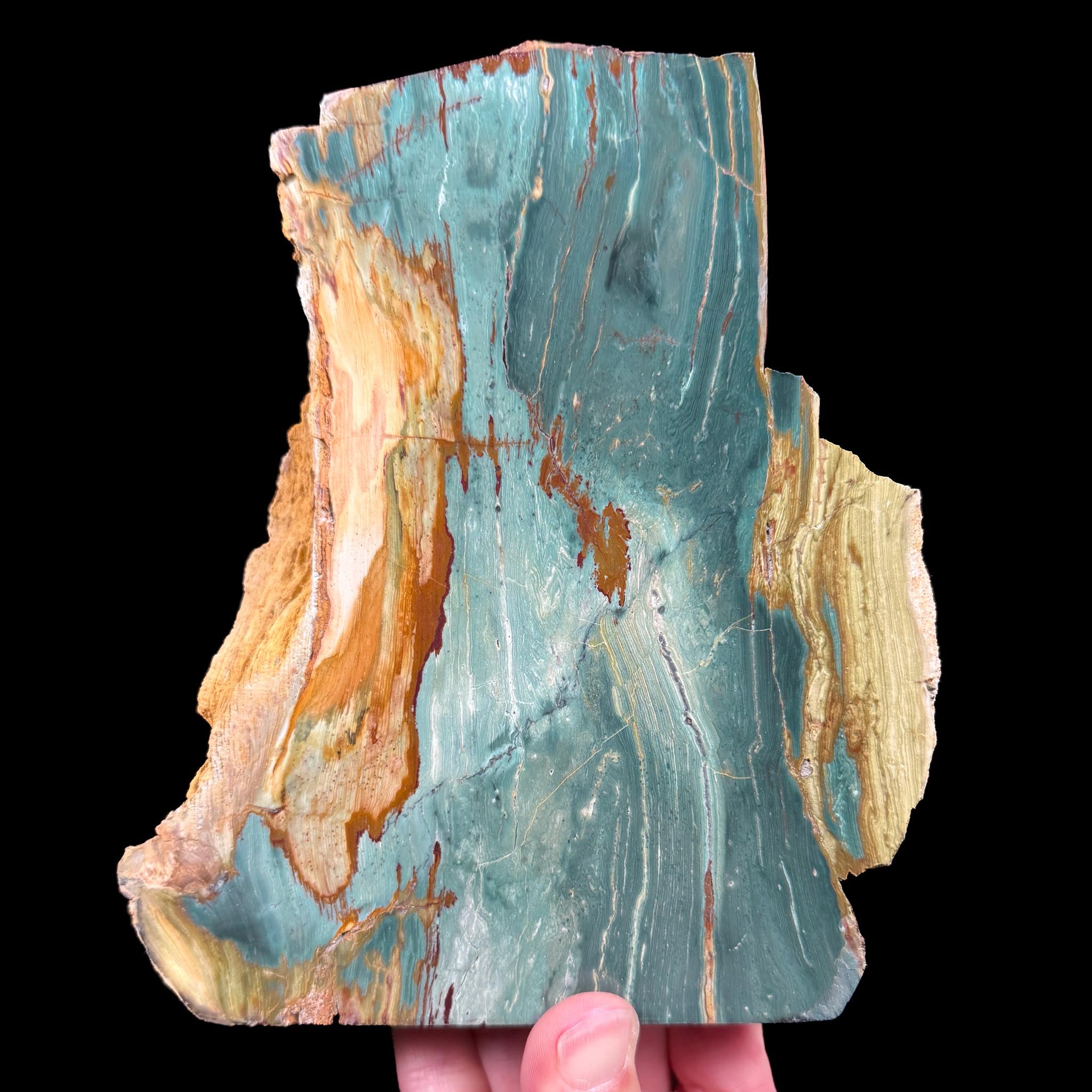 Petrified Bogwood Gary Green Wood from Oregon, USA