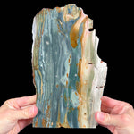 Bogwood Gary Green Petrified Wood - Oregon, USA
