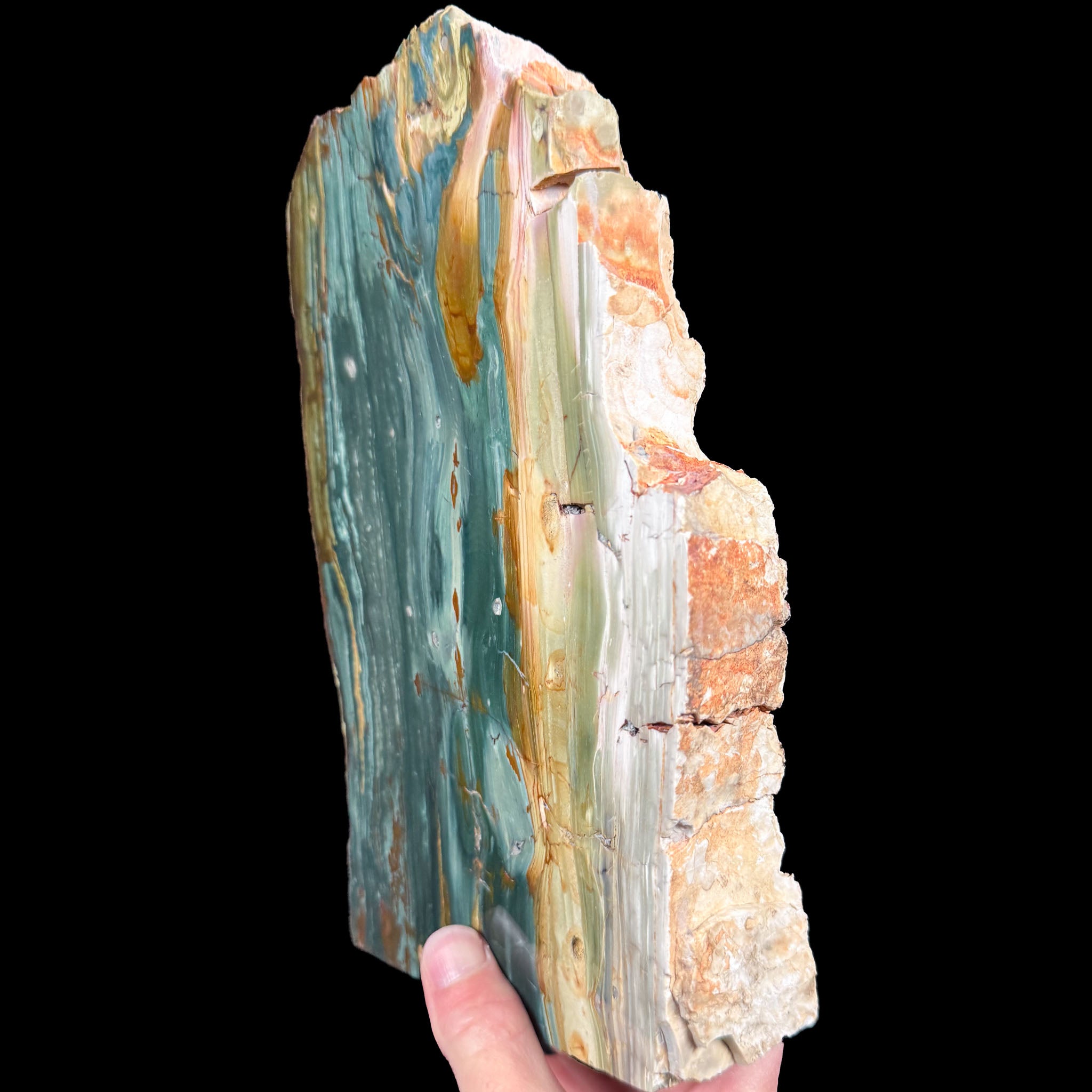 Side view of Petrified Gary Green Wood from Oregon