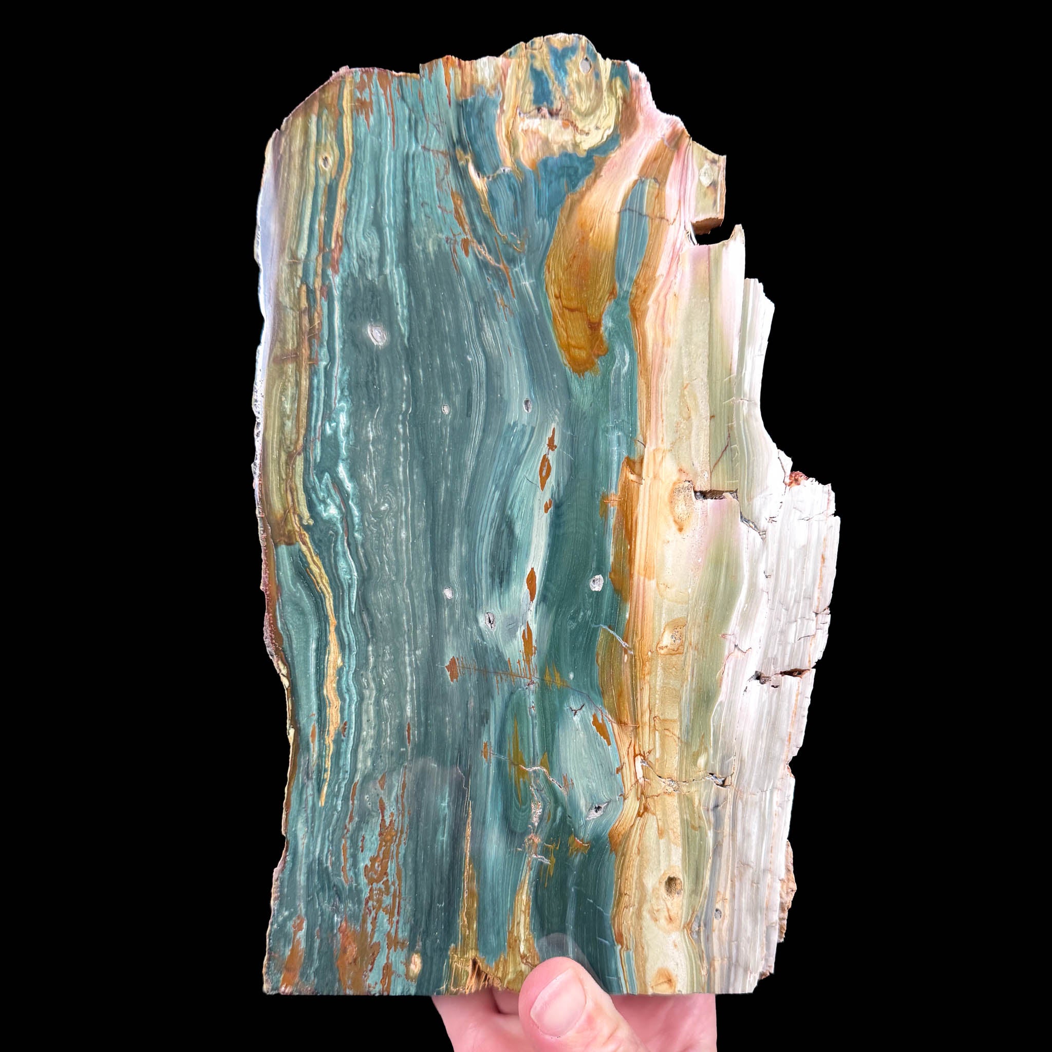 Teal green Petrified Wood - Bogwood / Gary Green Wood from Oregon, USA